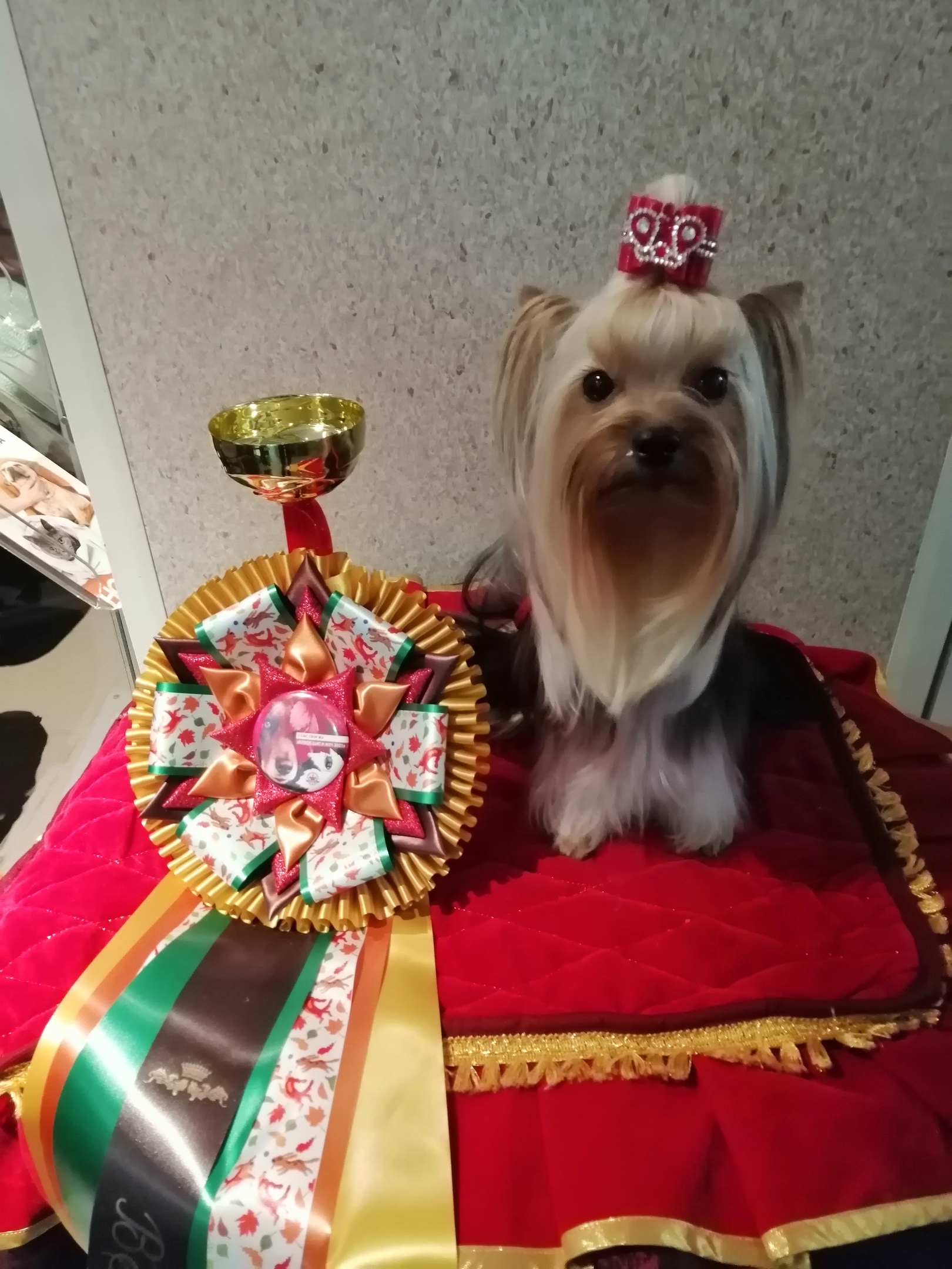 Russian exhibition<br>Yorkshire Terrier