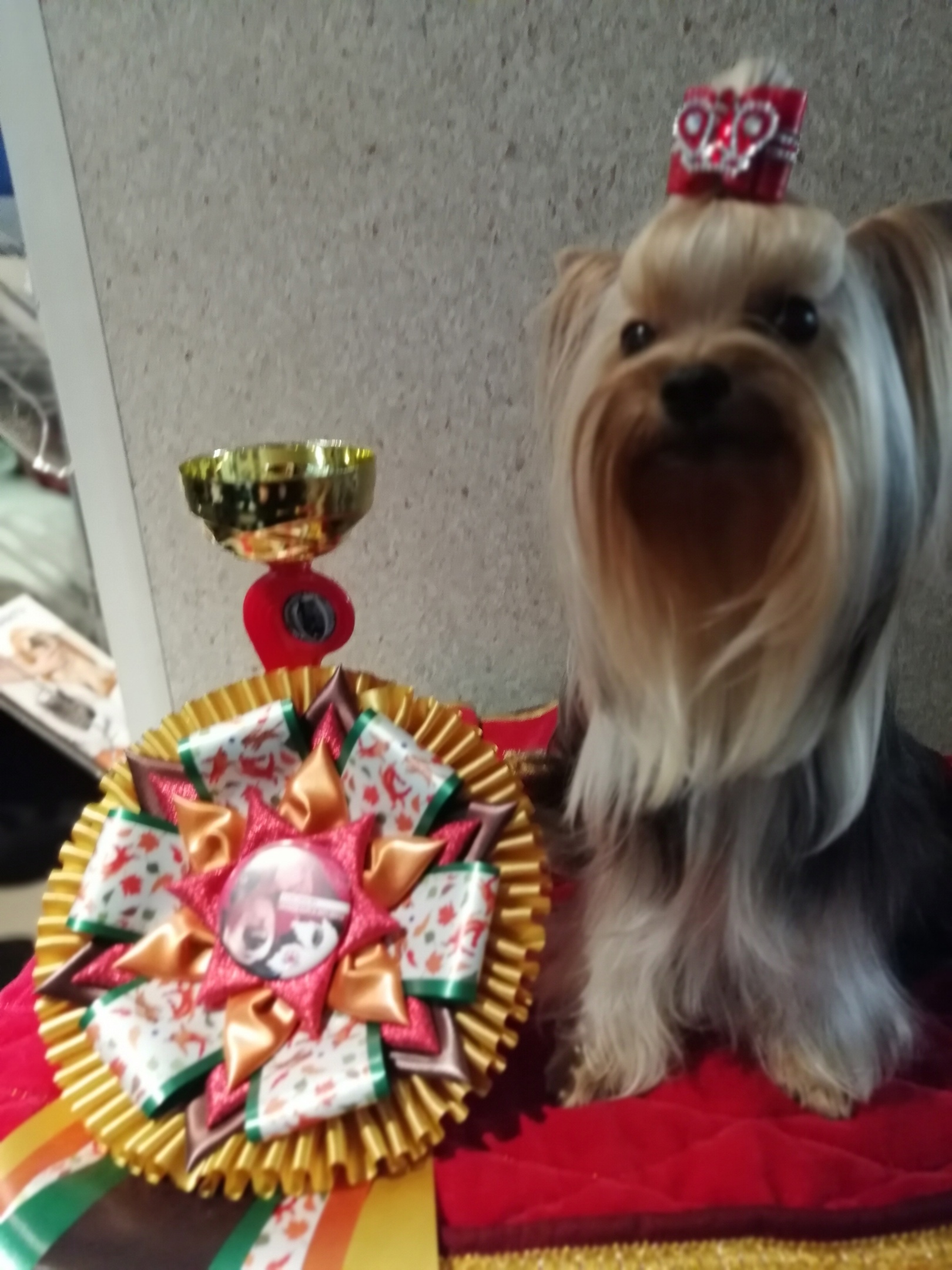 Russian exhibition<br>Yorkshire Terrier