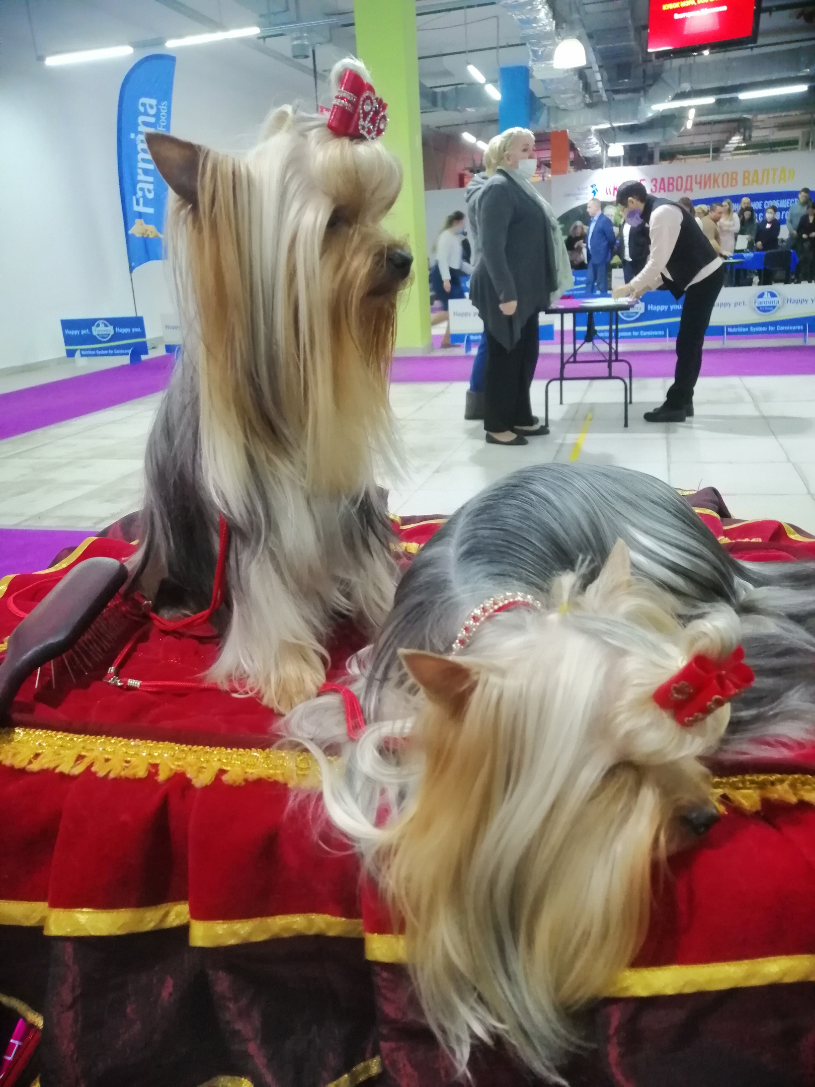 Russian exhibition<br>Yorkshire Terrier