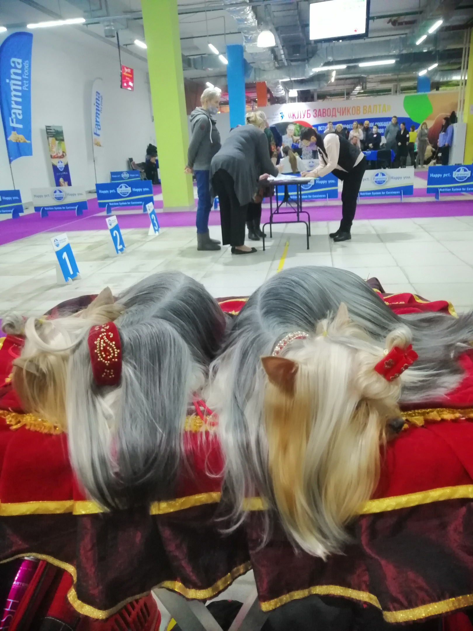 Russian exhibition<br>Yorkshire Terrier