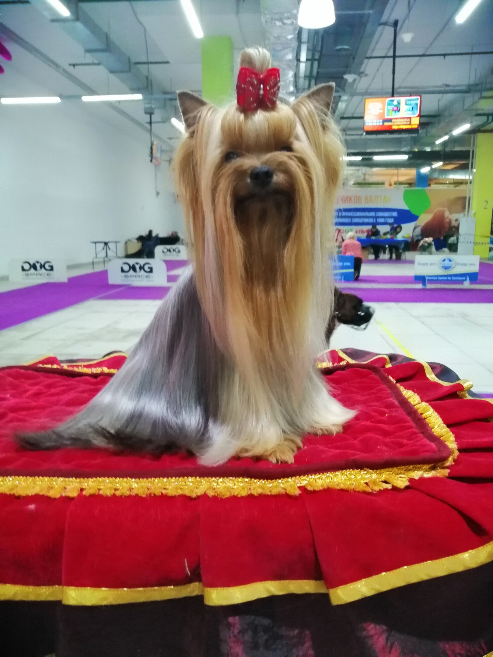 Russian exhibition<br>Yorkshire Terrier