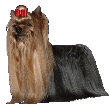 P'TITPITBUL DE L'ECLIPSE ROYALE